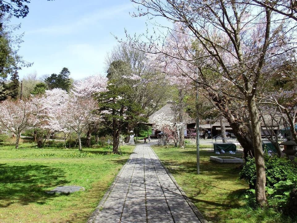Cherry blossoms at Usu Zenko-ji Nature Park