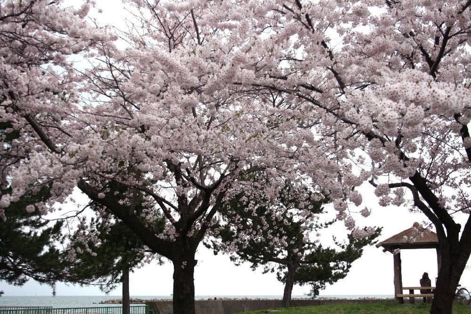 Cherry blossoms in Gappo Park