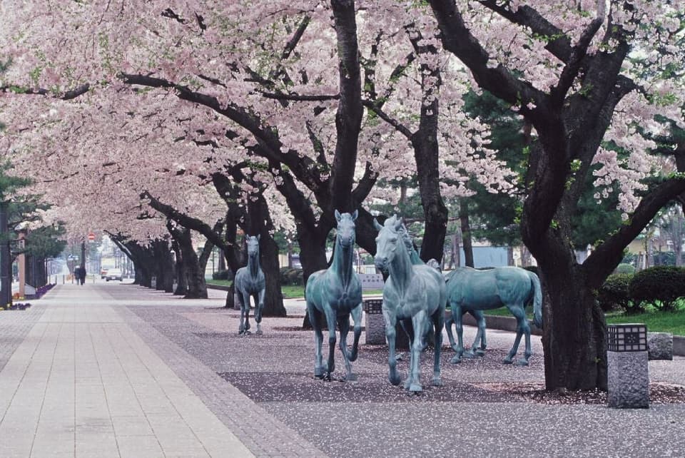 十和田市官庁街通り(駒街道)の桜