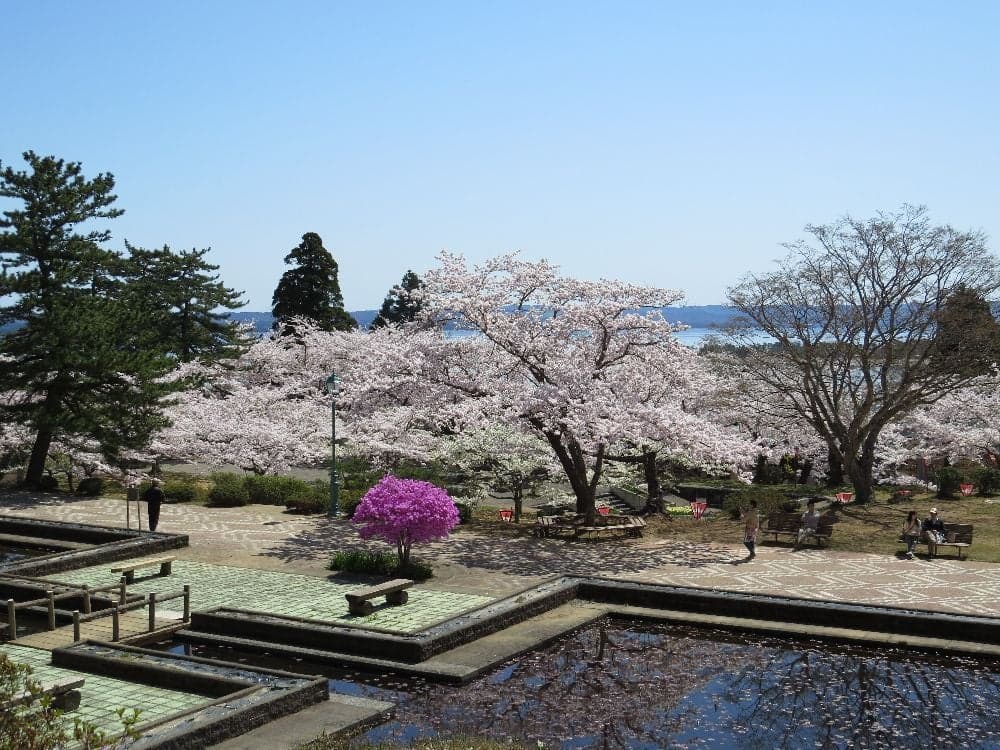 Cherry blossoms at Suwon Pond Park