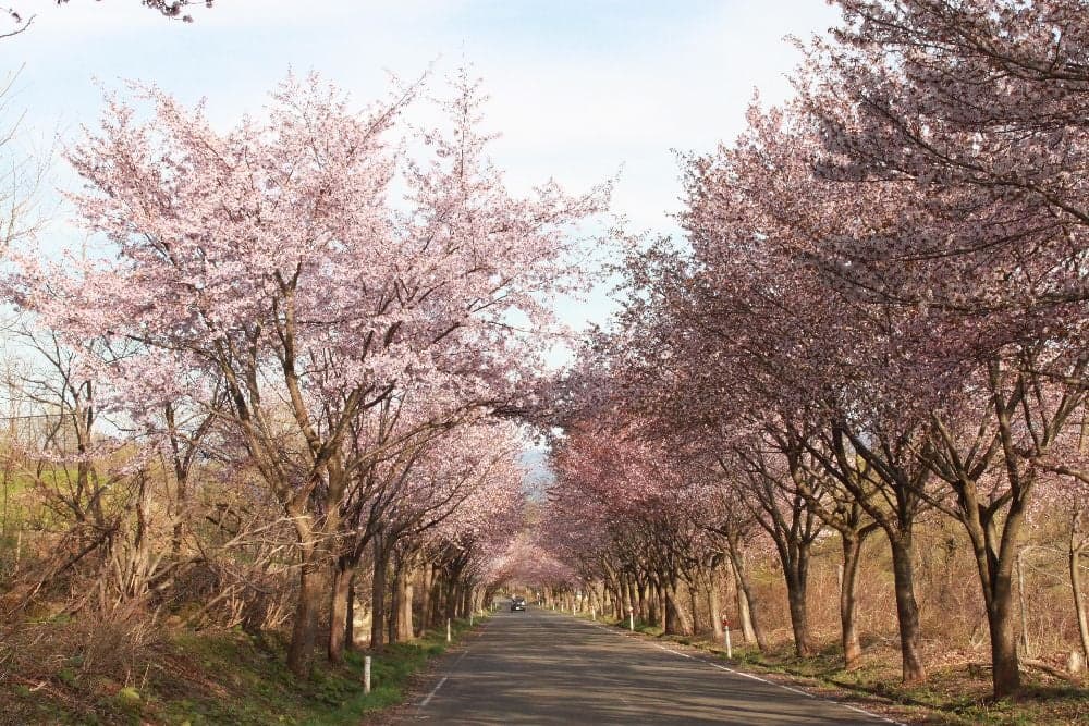 The best row of cherry trees in the world