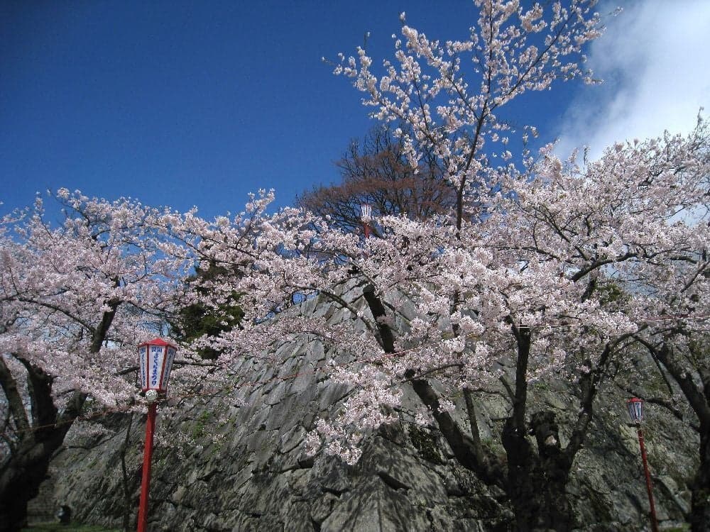 Cherry blossoms at Morioka Castle Ruins Park (Iwate Park)
