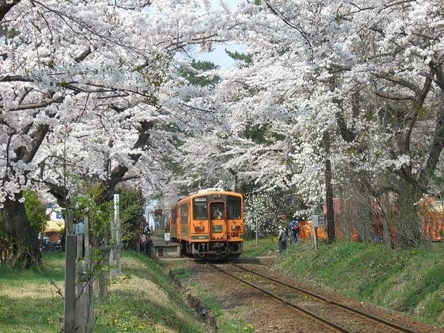Cherry blossoms at Ashino Park