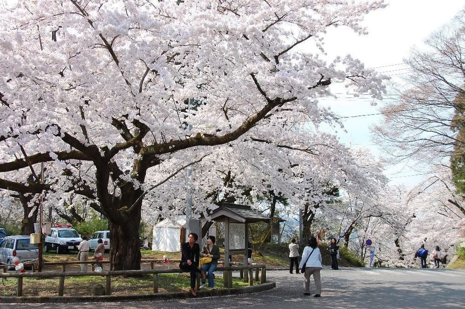 国史跡三戸城跡 城山公園の桜
