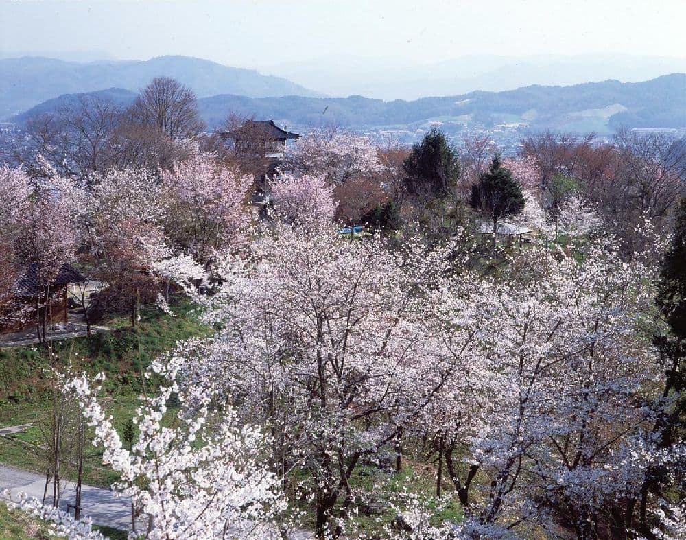 Cherry blossoms at Nabekura Park