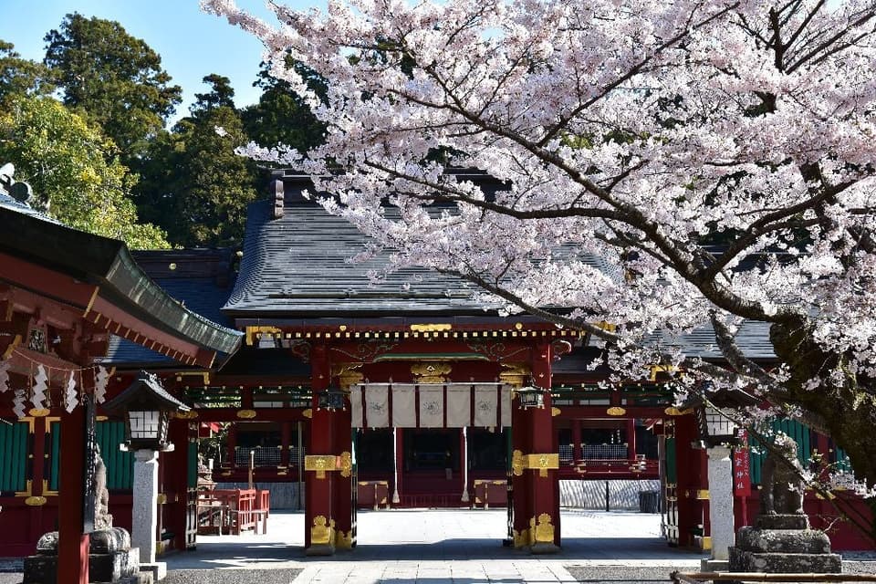 鹽竈神社の桜