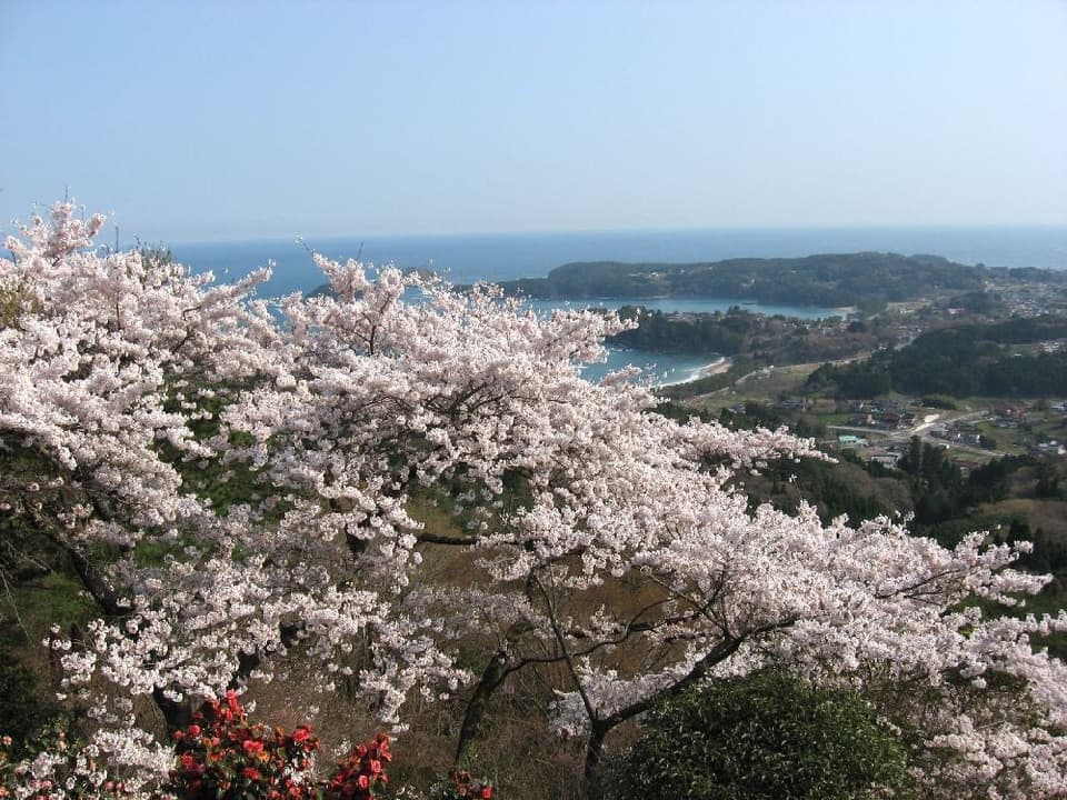 気仙沼大島の亀山の桜