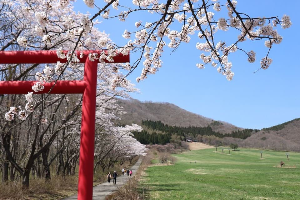 薬莱山麓の桜