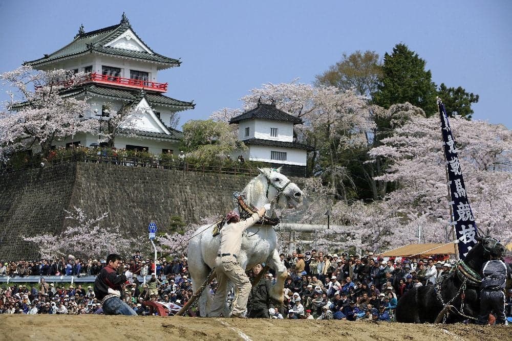 Cherry blossoms at Shiroyama Park in Wakuya-cho