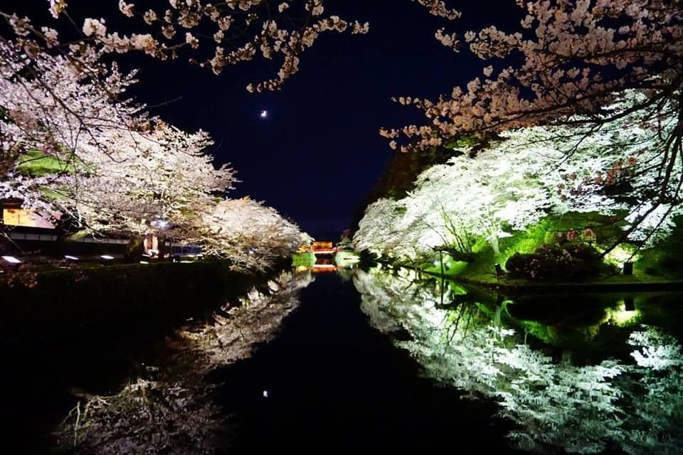 Cherry blossoms at Matsugasaki Park (Uesugi Shrine)