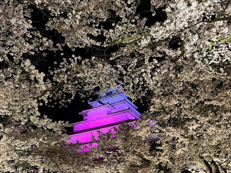 Cherry blossoms lit up at Tsurugajo Park