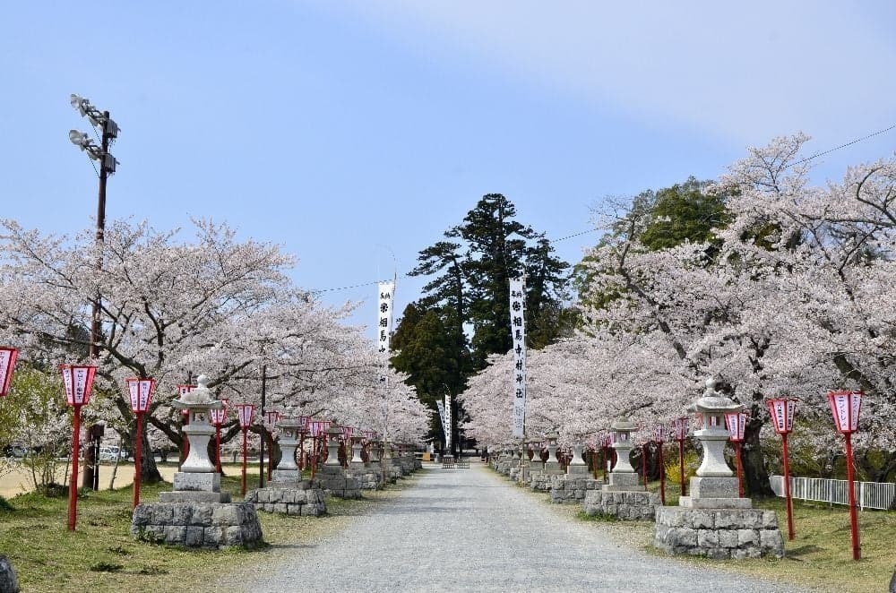 Cherry blossoms at Maryo Park (Nakamura Castle Ruins)