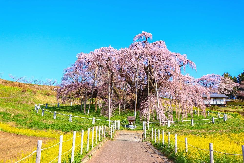 Miharutaki-zakura Cherry Tree