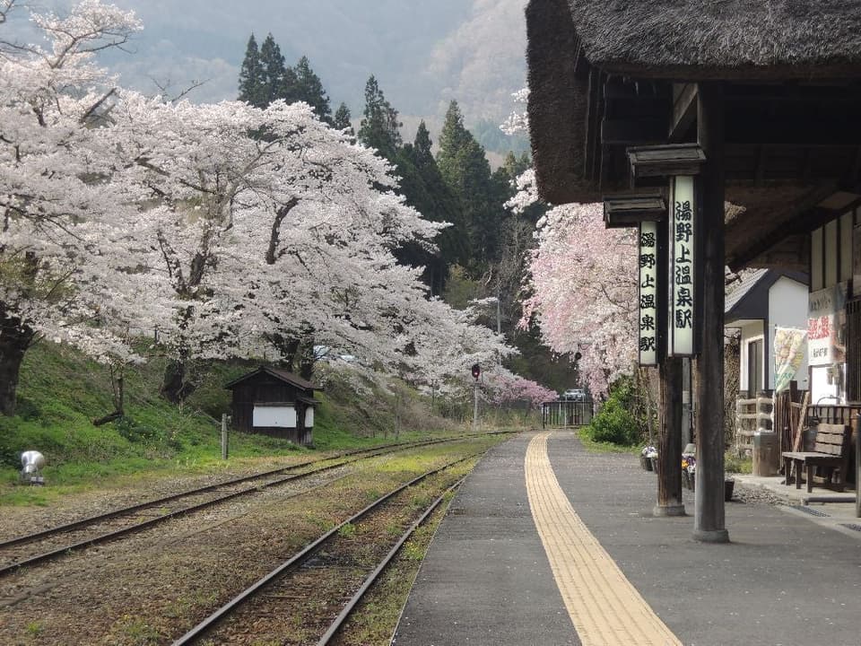 Cherry blossoms at Yunoue Onsen Station