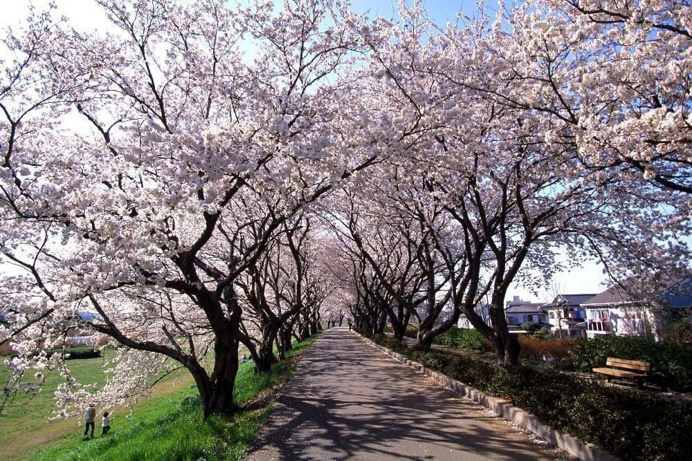 Cherry blossoms in Sakuragawa