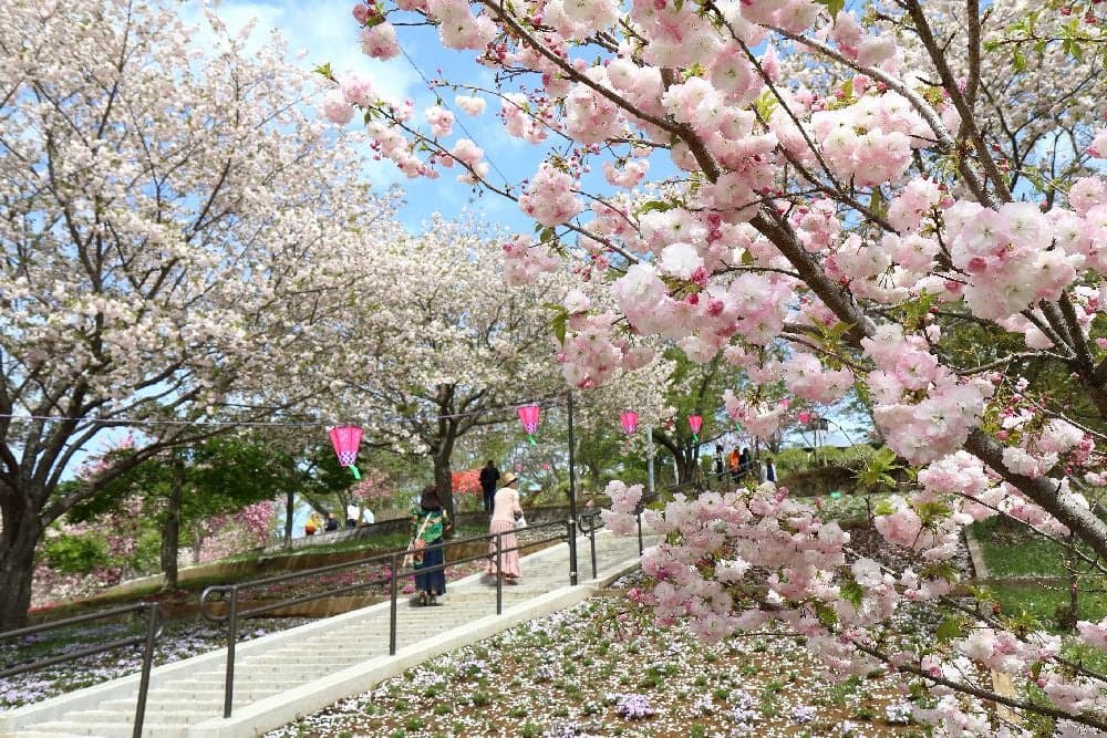 Cherry blossoms at Shizumine Furusato Park