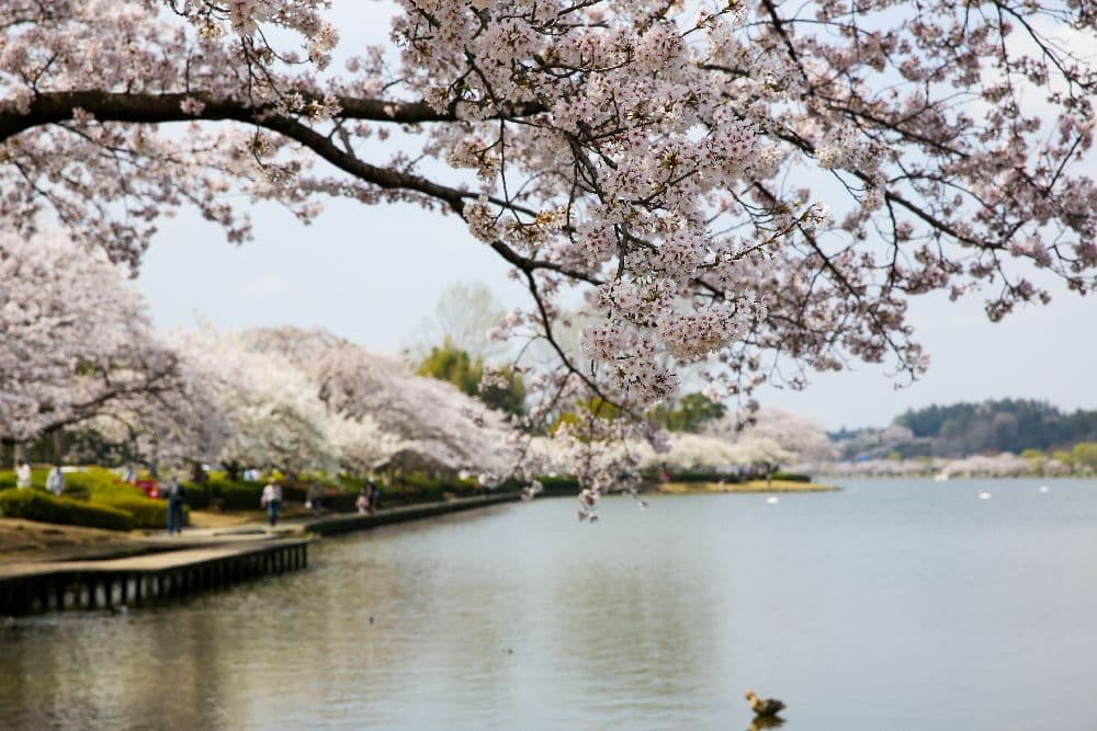 千波湖の桜