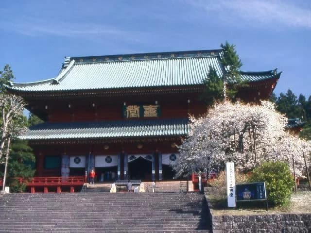 Kongo cherry blossoms at Rinno-ji Temple