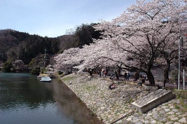 Cherry blossoms in Lake Kamakita