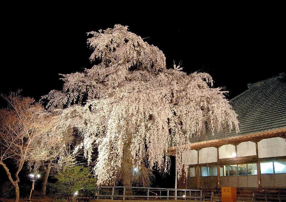 Weeping cherry tree at Jigenji Temple