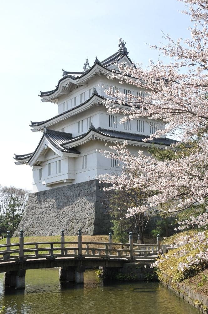 Cherry blossoms at Shinobi Castle Ruins