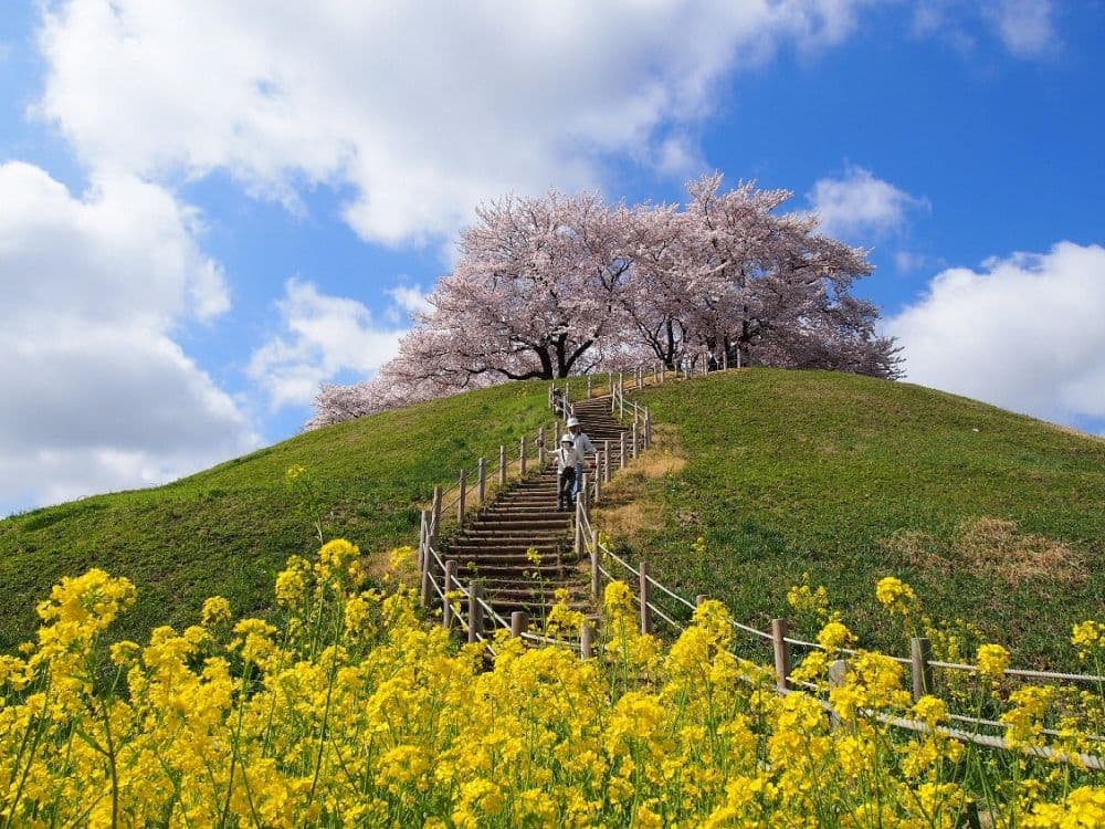 Sakura of Maru Tombyama Tumulus (Sakitama Tumulus Group)