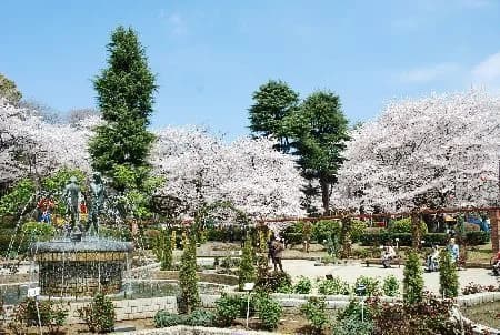 Cherry blossoms at Satomi Park