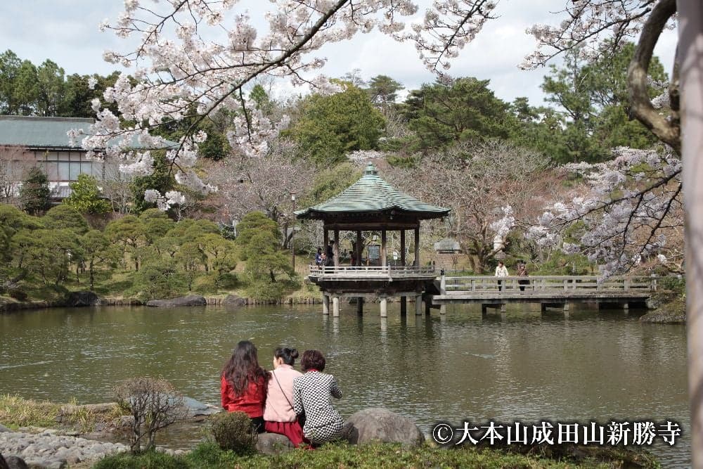 Cherry blossoms at Naritasan Park