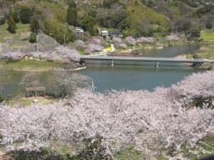 Cherry blossoms at Sakuma Dam Park