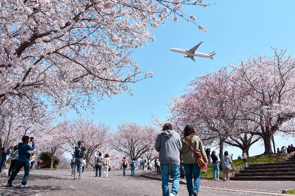 Cherry blossoms in Sakuranoyama, Narita City