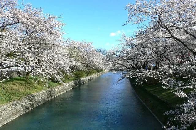 Cherry blossoms at Hamura's weir