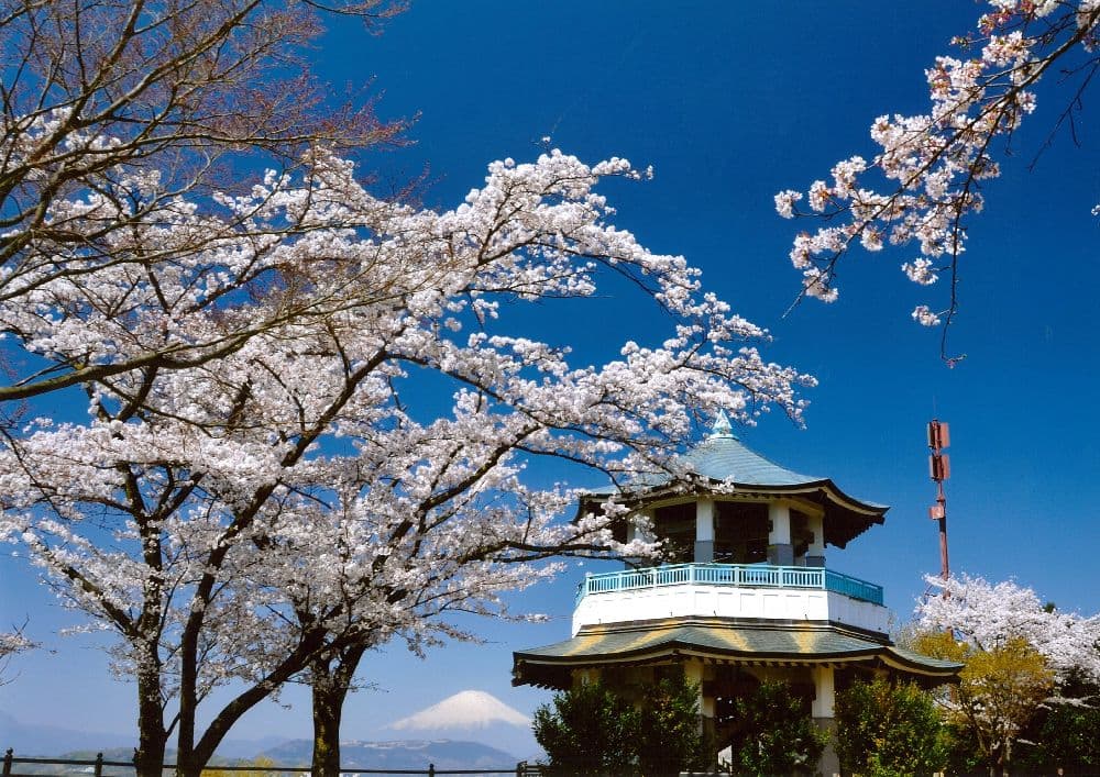 弘法山公園の桜