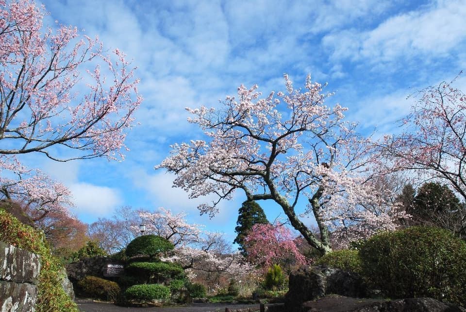 Cherry blossoms in Hakone Gora-koen Park
