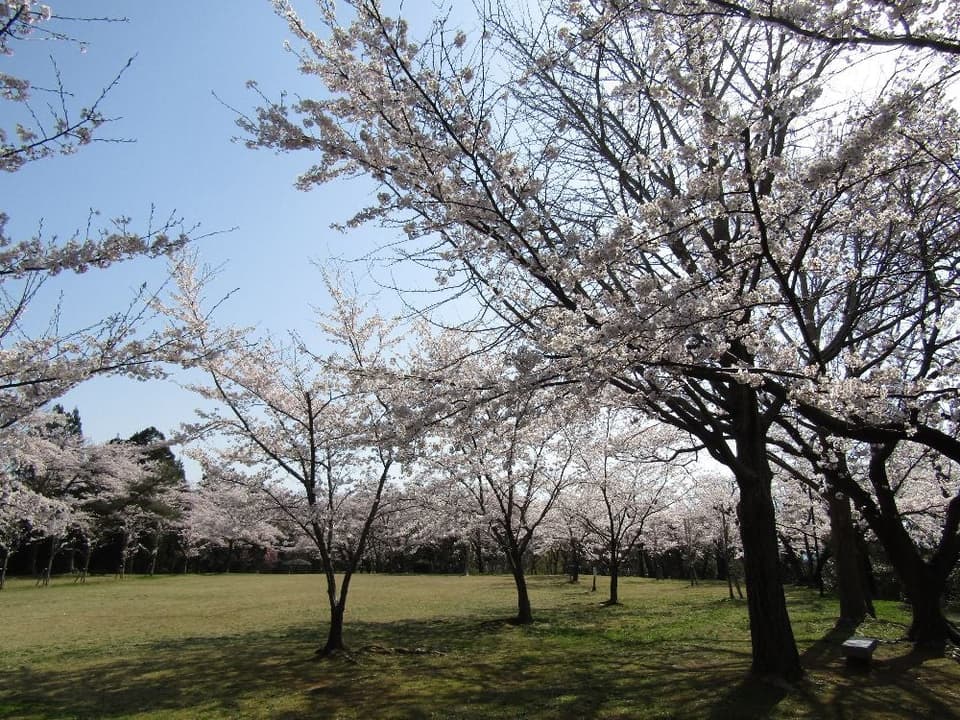 Cherry blossoms in Akasakayama Park