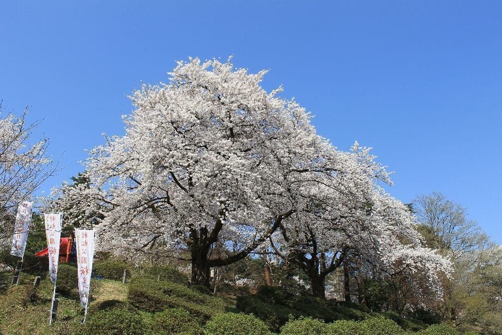 Cherry blossoms at Muramatsu Park