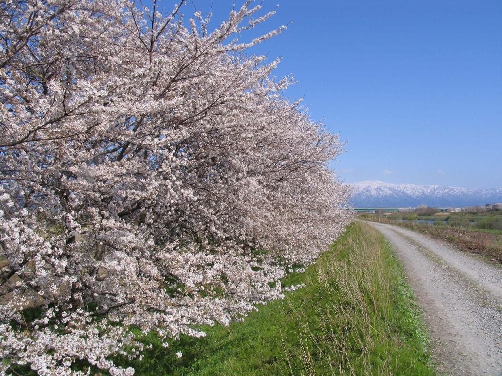 Kaji River Tsutsumi Sakura and Kaji River Flood Control Memorial Park
