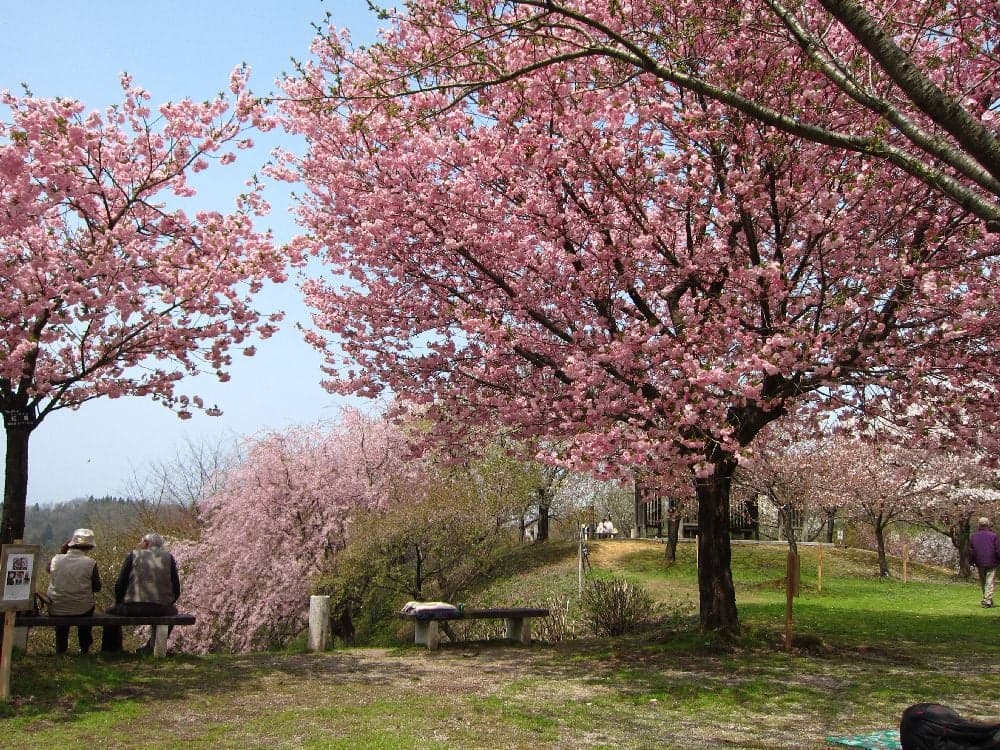 Sakura Park