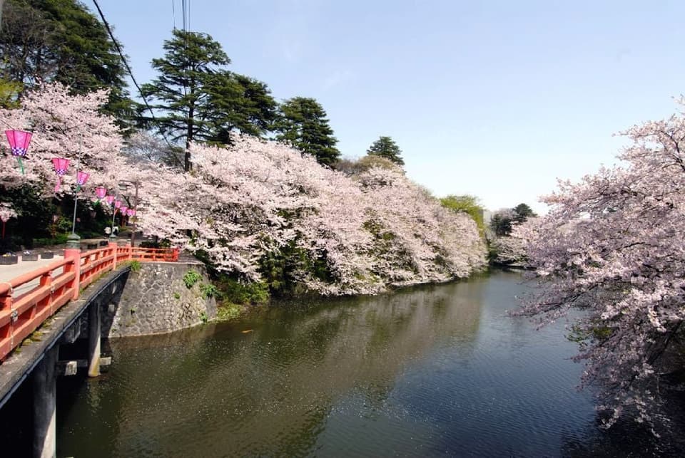 高岡古城公園の桜