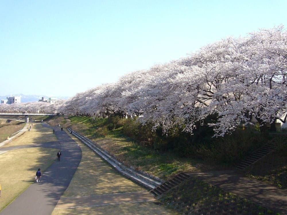 Asuwayama Park, a row of cherry blossom trees in the Asuwa River