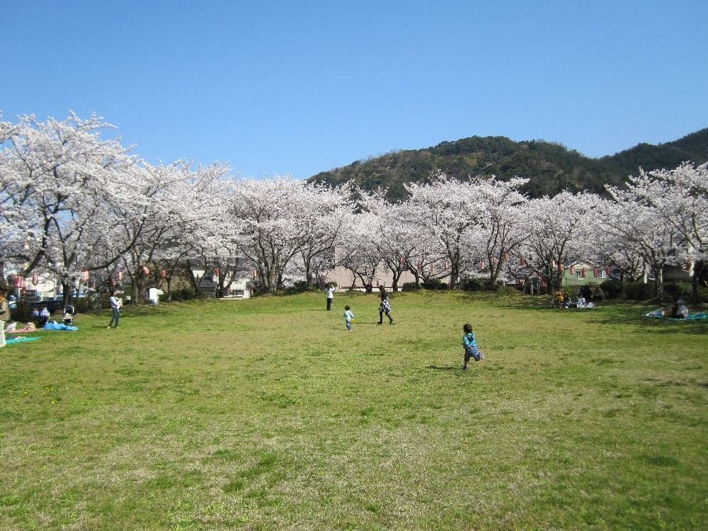 小浜公園の桜