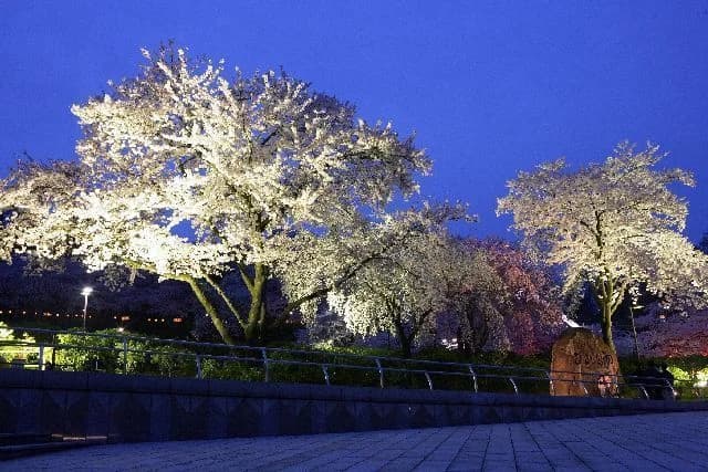 Cherry blossoms at Nishiyama Park