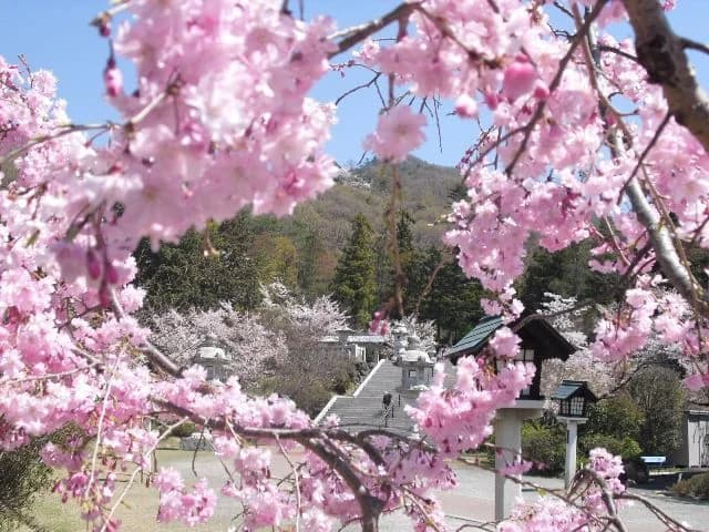 Cherry blossoms at Gokoku-jinja Shrine