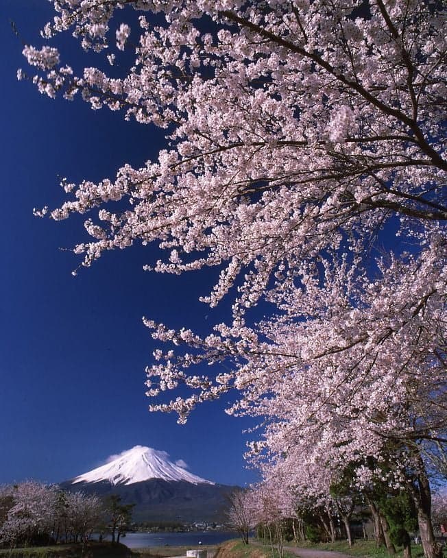Cherry blossoms on the shores of Lake Kawaguchi