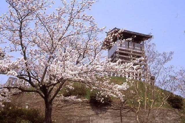 戸倉上山田温泉城山史跡公園 荒砥城の桜