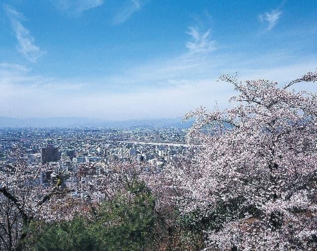 水道山の桜