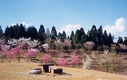 Garden of 100 Best Cherry Blossoms