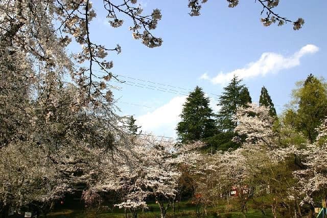 Cherry blossoms at Atago Park