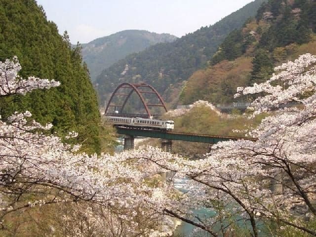 Cherry blossoms in Nakayama Shichiri