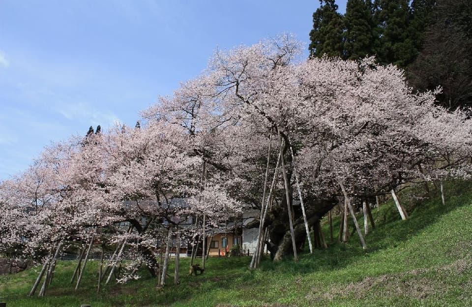 臥龍桜(臥龍公園)