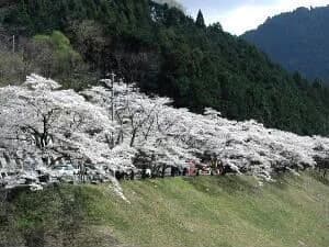 秋葉ダム千本桜(秋葉ダム湖畔)